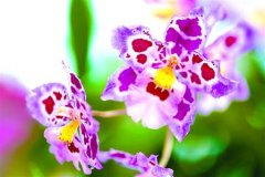 辰山植物园月季与兰花斗艳