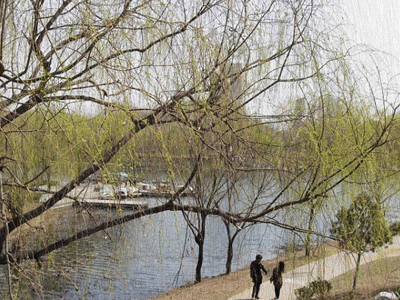 【原创】现代诗:春雨 - 北风 - 北风入青春,荒原写人生,冰雪铸精神!