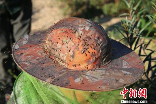 职工防蚊帽上的蚊虫。 陈洋摄