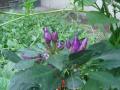 《喷香农家菜,浓郁知青情》