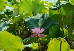 Զ˷һΪʡȥԪҽҩŶ