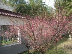 七律 <丙申沪上初春吟>