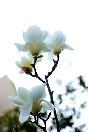 ԰λ·ϲ·ڣܹ԰󣬽60԰иѵһĻ·Ҳ԰һɫ·԰Сһ¸߼ѵõİС