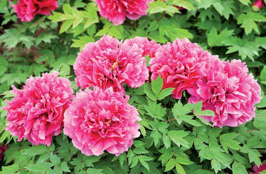 ʮŶСǧ۶ĵǡÿ͹ǰԭءʡԼĹ۹ߣĸ԰ӿȥֻΪһüµĵķݡ