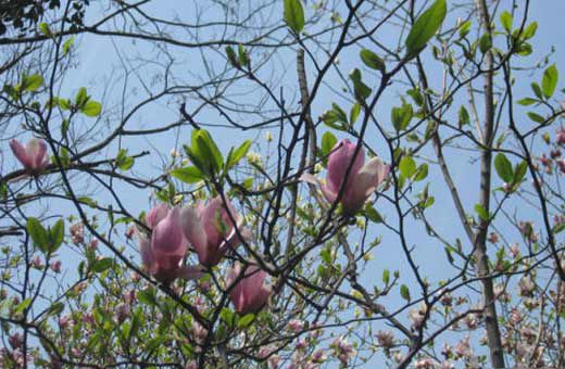 ԰ڹֲ1000꣬Ҫֲھ۴ƺֲ԰⻷ִм仹ϡƷ֣ʱڣư׽ӳεΪ׳ۡ