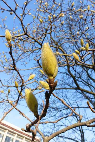 ã͸ĵһ꿪İֲ԰ڵͺȶȫʢǻɻȽ½ʢšϺֲ԰һɡִ־