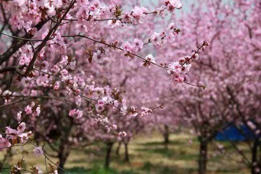 ÷ֲ3000ʷҹ÷Ĺ磬а÷÷Ĵͳ