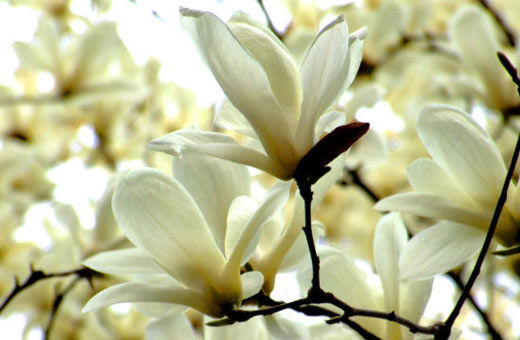 ԰İ100꣬ߵĴ30ϣԺڰ칫пðؾ40֡