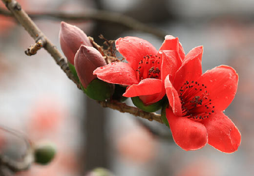 ʱڣݴɼʢľ޻ƻ𣬿֦ͷΪǽͷһƹ