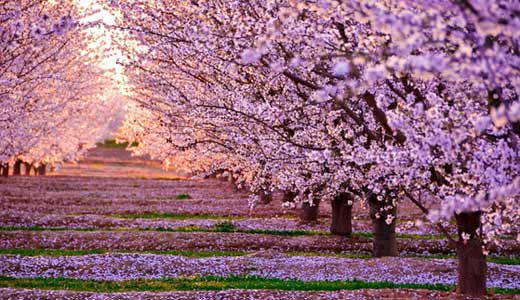 ӣձĹұֲӣ340ϣһΪ֮ȾҰӣռȫӣԼ8ɡ