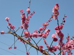 马琳咏松竹梅三首