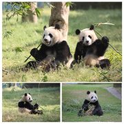野生动物园将建保护基地 未来在上海能看到新生熊猫宝宝