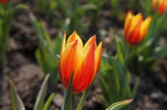 观云澜湾郁金香花展