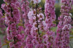 Ϻҩо°Ŷӳɹƶҩҩ׼