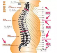 脊椎与全身的疾病对应关系