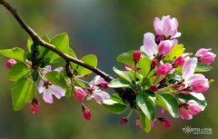 ɺһԴ䡰ʫԷɾרʫѡ