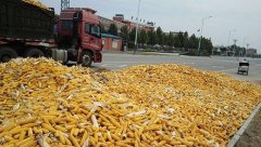 内蒙农民无证收购玉米被判刑 最高法指令重审