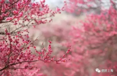 ȫϺ󻨺218ʽ԰300Ķ÷԰ѿ