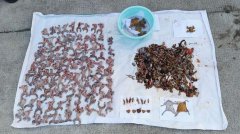 㽭һũץ114ֻ󡱻̾