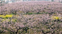 上海版“十里桃花”下周启幕,你的白浅和夜华会去吗