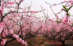 上海桃花节即将开幕!