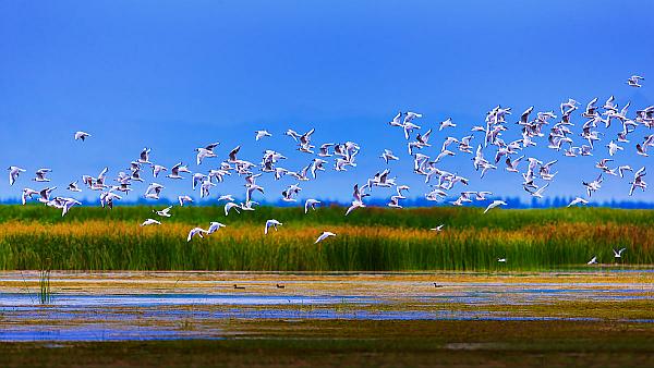 -ҺͲԭиԼĻν2017˹þĻ