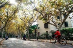申城“飞絮”飘洒扰人,为啥行道树多为悬铃木