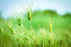 诗词丨雨生百谷,清净明洁
