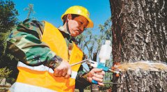 飞絮何时不再惹人烦