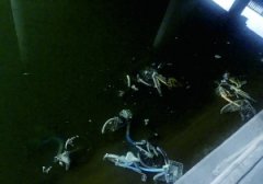 河水水位下降露出30辆共享单车 已长绿毛