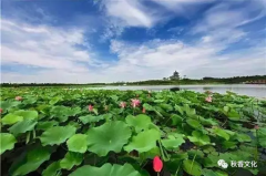 上海海湾第四届荷花节将在7月1日开幕门票免费送~大型灯光秀点亮