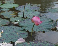 文革中的上海商品供应细事