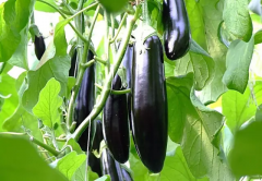 天这样吃茄子,胜过10副药,会吃就赚到!