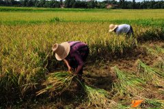 《夏日炎炎忆农场双抢》