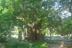 美墨古加四国游纪行(美国东部篇一)