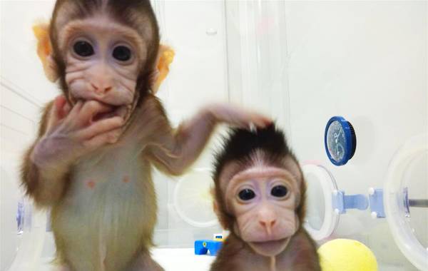 据新华社报道,用一把毫毛,变出千百个一模一样的猴子——《西游记》里的神话正在成为现实。克隆猴“中中”和她的妹妹“华华”在中国诞生近两个月!北京时间2018年1月25日,它们的“故事”登上国际权威学术期刊《细胞》封面,这意味着中国科学家成功突破了现有技术无法克隆灵长类动物的世界难题。图为克隆猴“中中”和“华华”在中科院神经科学研究所非人灵长类平台育婴室的恒温箱里(资料照片)。 据新华社报道,用一把毫毛,变出千百个一模一样的猴子——《西游记》里的神话正在成为现实。克隆猴“中中”和她的妹妹“华华”在中国诞生近两个月!北京时间2018年1月25日,它们的“故事”登上国际权威学术期刊《细胞》封面,这意味着中国科学家成功突破了现有技术无法克隆灵长类动物的世界难题。图为克隆猴“中中”和“华华”在中科院神经科学研究所非人灵长类平台育婴室的恒温箱里(资料照片)。