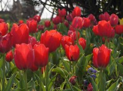 退 休 杂 咏 (四 首)