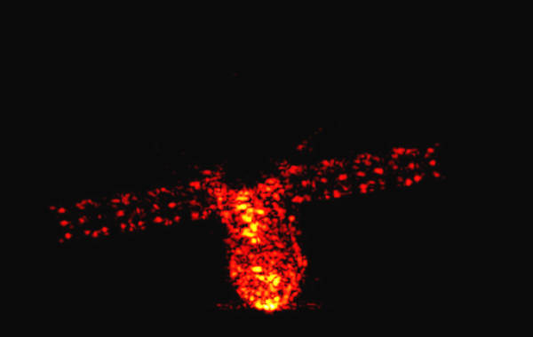 “中国目标飞行器重回地球倒计时!”据中国载人航天工程办公室官网报道,天宫一号预计北京时间4月2日再入大气层,届时它“不会像科幻电影中描述的那样,恶狠狠地砸向地球,而是在奔向地球的过程中,化成一身绚烂,划过美丽星空”。图为德国弗劳恩霍夫高频物理及雷达技术研究所拍摄到的天宫一号画像。图文来源:环球网/Steed的围脖 “中国目标飞行器重回地球倒计时!”据中国载人航天工程办公室官网报道,天宫一号预计北京时间4月2日再入大气层,届时它“不会像科幻电影中描述的那样,恶狠狠地砸向地球,而是在奔向地球的过程中,化成一身绚烂,划过美丽星空”。图为德国弗劳恩霍夫高频物理及雷达技术研究所拍摄到的天宫一号画像。图文来源:环球网/Steed的围脖