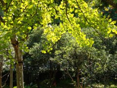 坚果诗抄----清明两首