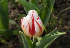 为逝去的知青战友留言