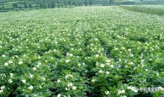 肖复兴:北大荒知青生活回忆之——遥远的土豆花