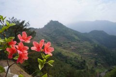 回望知青那条路