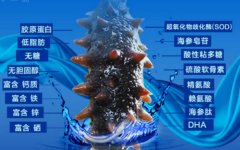 为什么海参被誉为八珍之首?