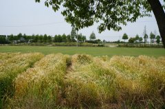 农业农村部首次正面回应“转基因食品的安全性问题”