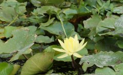 谈律诗的写作方法(下)