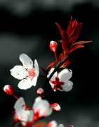 让文学之花在网络空间绚丽绽放