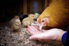 减少大豆需求约1400万吨 中国这个动作引外媒关注