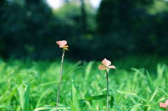 我们仨的故事(伟大征程--纪念改革开放40周年)