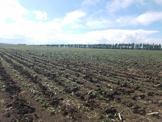 后知青时代的“知青情结”一-纪念上乡下乡50周年