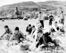 涅槃的凤凰――上山下乡50周年感怀